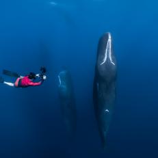 Patrick up close to the sleeping giants, sperm whales.